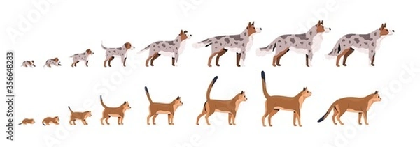 Fototapeta Set of pets growth stages vector flat illustration. Domestic animal grow from puppy to dog and kitty to cat isolated on white background. Growing process of pet life cycle