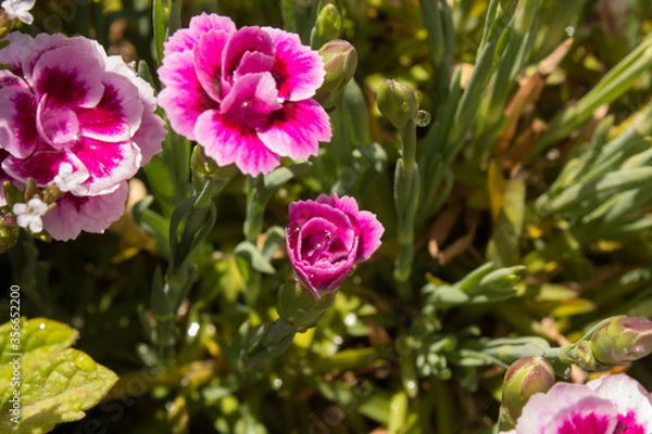 Obraz Nelken im Sommer
