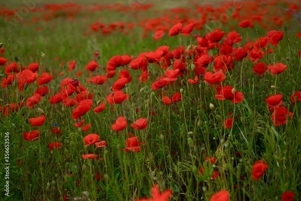 Fototapeta Red poppies fields