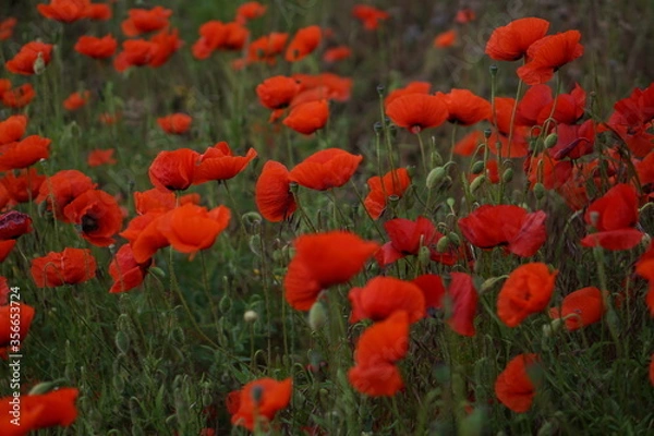 Fototapeta Red poppies fields