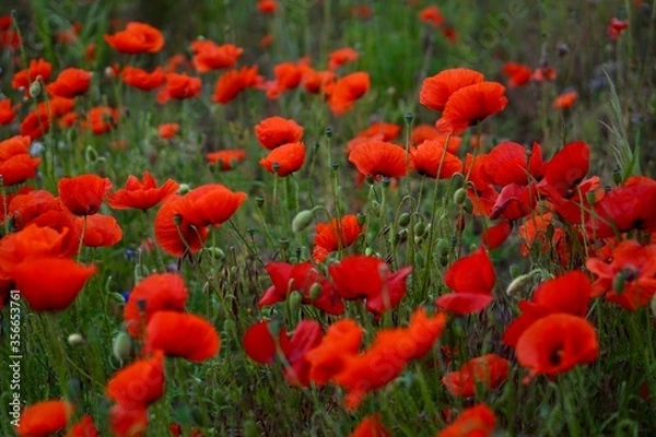 Fototapeta Red poppies fields