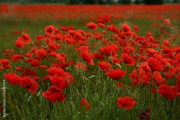 Fototapeta Red poppies fields