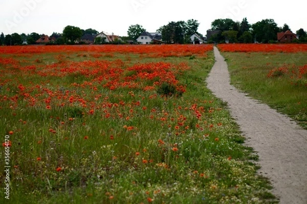 Fototapeta Red poppies fields