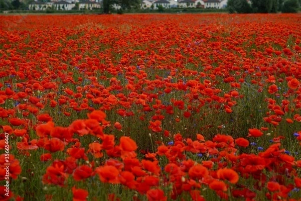 Fototapeta Red poppies fields
