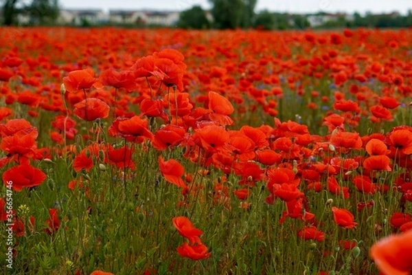 Fototapeta Red poppies fields