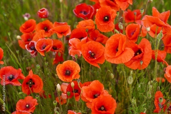 Fototapeta Red poppies fields