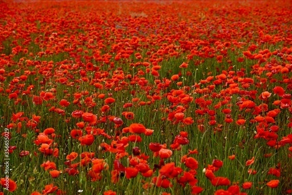 Fototapeta Red poppies fields