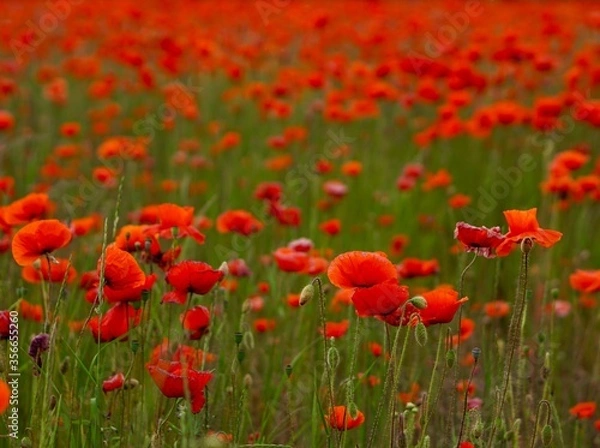 Fototapeta Red poppies fields