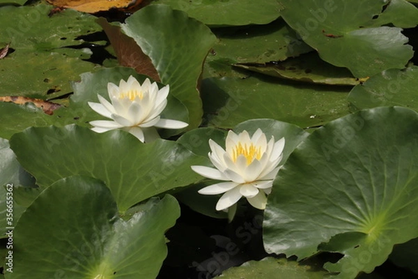 Obraz 白い睡蓮の花