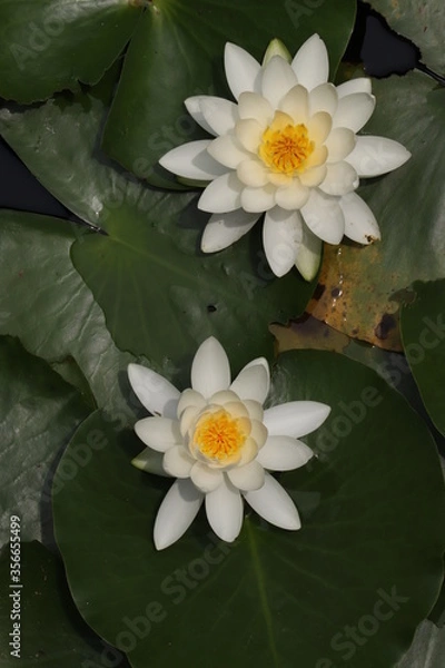 Obraz 白い睡蓮の花