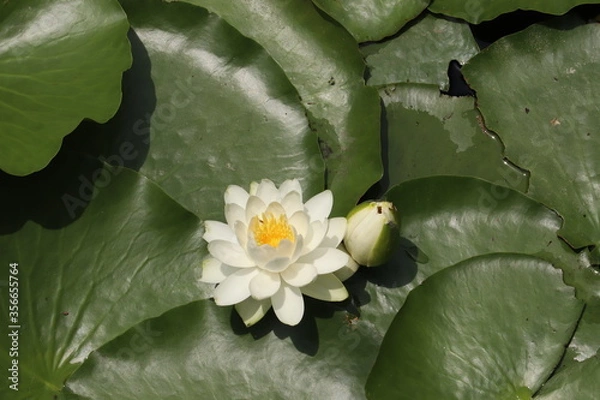 Obraz 白い睡蓮の花