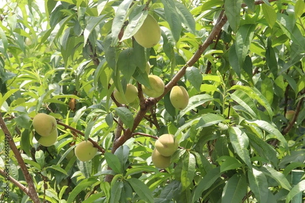 Obraz 桃の木　桃の実