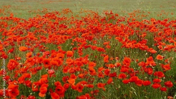 Fototapeta Red poppies fields