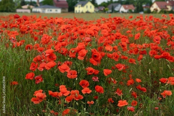 Fototapeta Red poppies fields