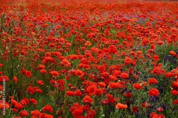 Fototapeta Red poppies fields