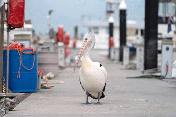 Fototapeta Australian Pelican / Pelecanus Conspicillatus walking around Port Stephens, Nelson bay harbour, Australia.