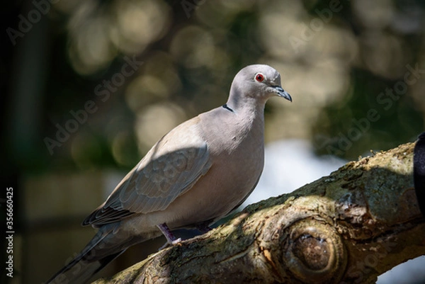 Fototapeta Collared Dove perched