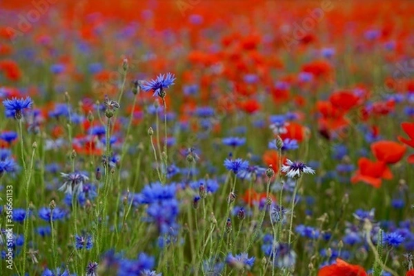 Fototapeta Red poppies fields