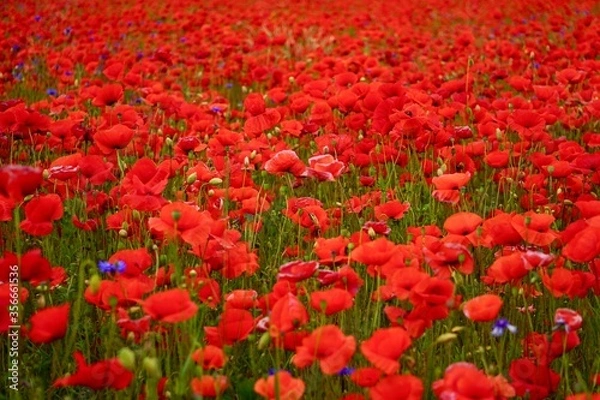 Fototapeta Red poppies fields