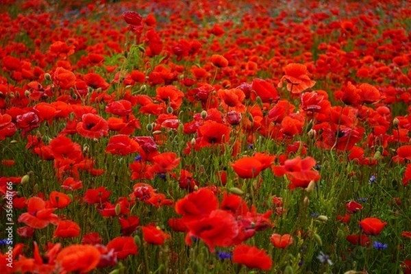 Fototapeta Red poppies fields