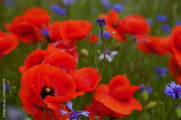 Fototapeta Red poppies fields