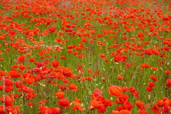 Fototapeta Red poppies fields