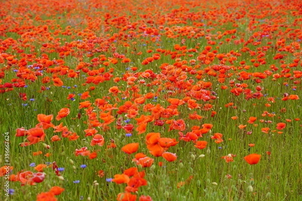 Fototapeta Red poppies fields