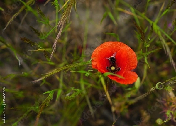 Fototapeta Red poppies fields