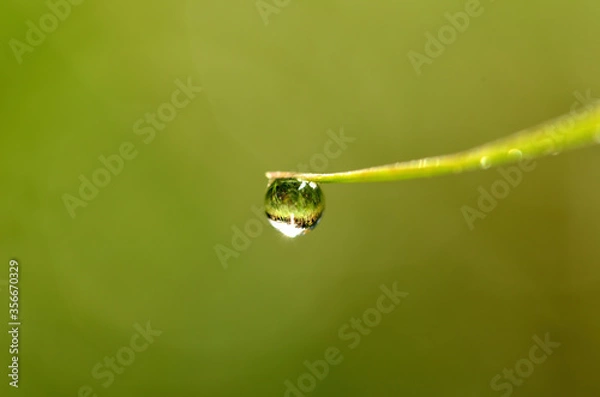 Fototapeta Macro detail of dew drops on a blade of grass in which the beautiful spring meadow is reflected