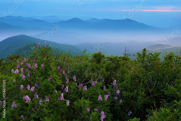 Obraz 야생화가 핀 함백산 만항재  풍경