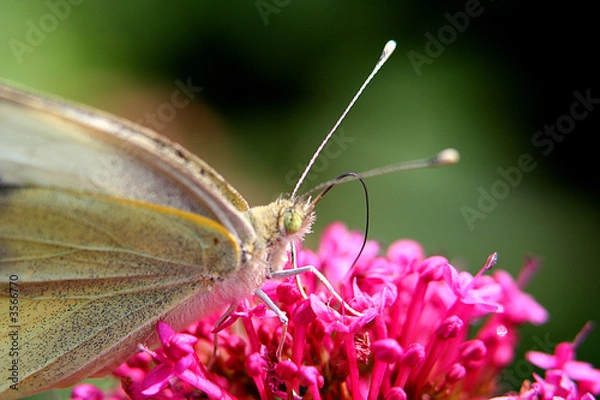 Fototapeta tête de papillon