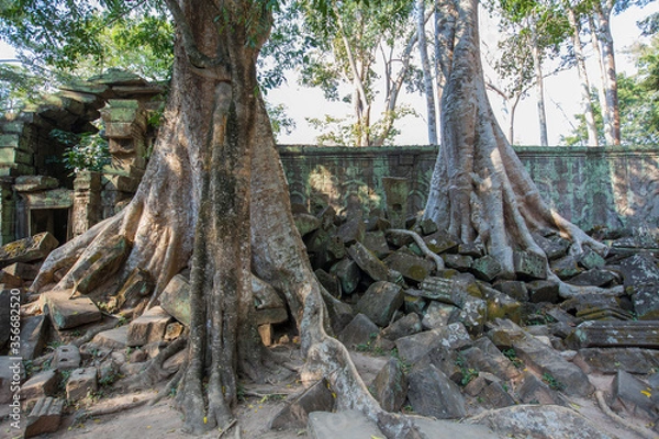 Obraz Ruins Ta Prohm temple and Banyan Tree Roots, Angkor Wat complex, Siem Reap, Cambodia.