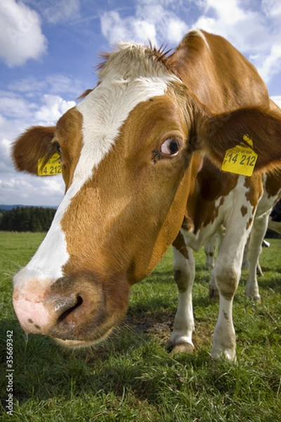 Fototapeta Kuh