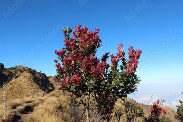 Fototapeta red and blue