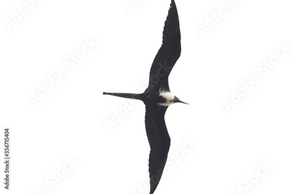 Obraz seagull isolated on white