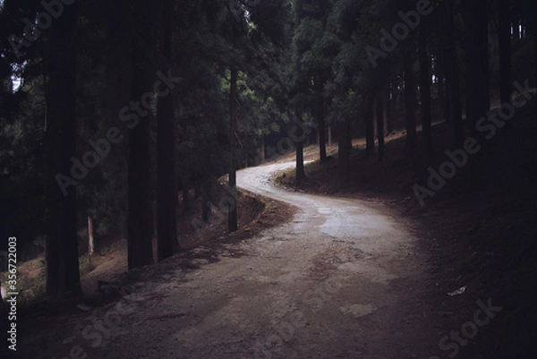 Obraz road in the forest