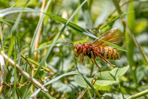 Obraz Frelon commun (Côtes d'Armor)
