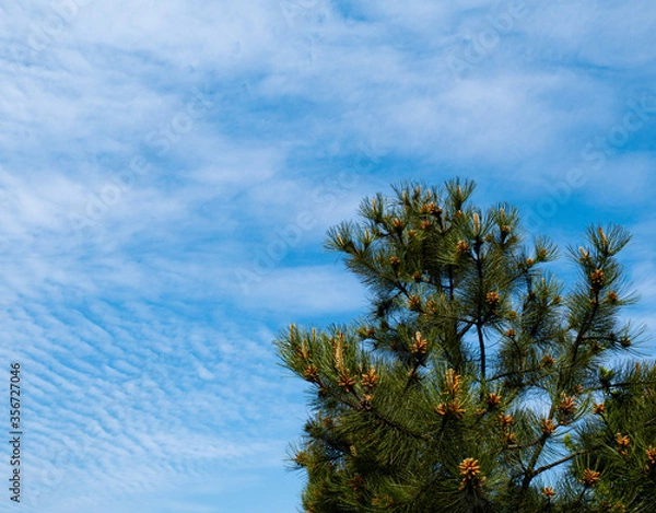 Obraz The top of the spruce tree with cones against the blue sky, place for text.