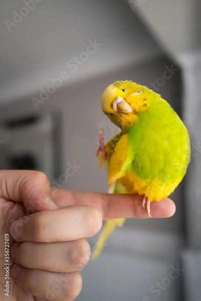 Fototapeta A cute budgerigar parakeet lifting her foot to starch her head. She is sitting on a human finger. There is some motion blur.