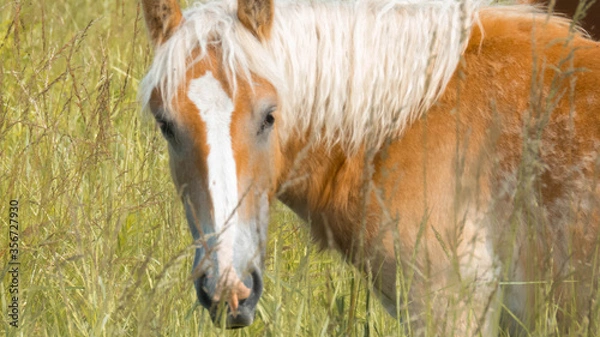 Obraz Koń na pastwisku