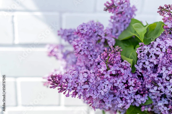 Fototapeta Bunch of lilac on background of white brick wall in a sunny spring day. Branches of blooming purple lilac flowers, decor idea concept, close-up, copy space