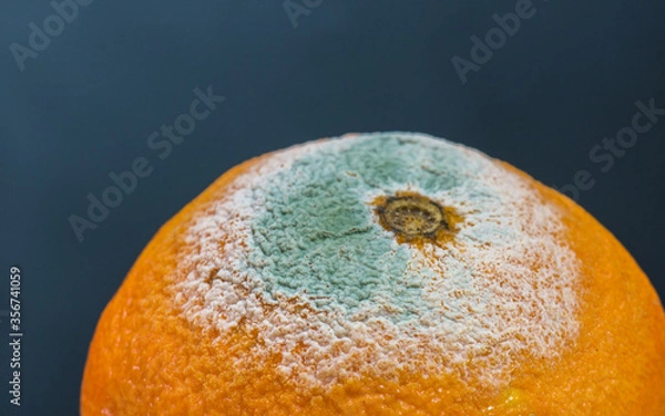 Obraz Some mold on an orange