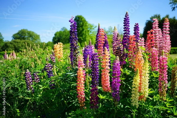Fototapeta Blooming colorful lupine flowers - Lupinus polyphyllus - a garden on a sunny spring day- purple lupine, garden decorations