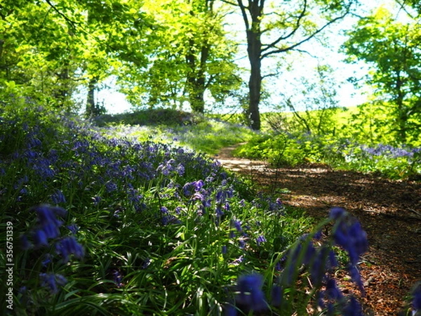Fototapeta Bluebell fields in spring