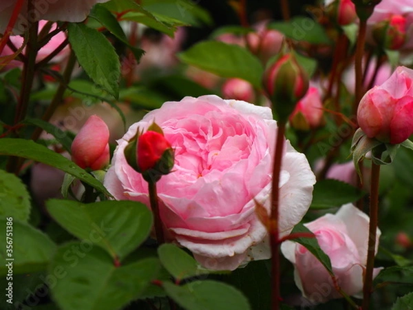 Obraz england, britain