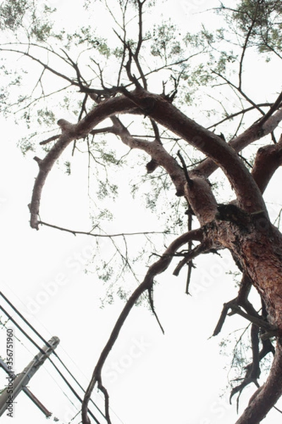 Obraz 一本の大きな木が聳え立っています。
歴史を感じます。