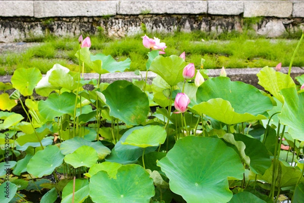 Obraz スイレンの花です。
水の中から顔を出しています。