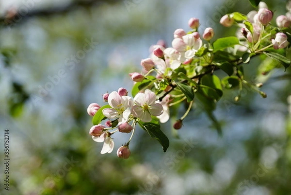 Fototapeta Blossoming branches of apple trees with many white-pink buds and green leaves. Blurred background.