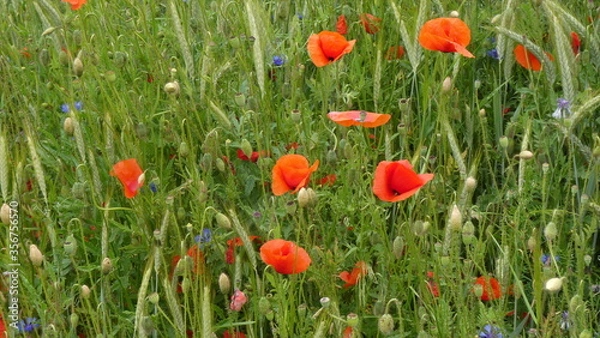 Obraz Mohnblumen / poppys 