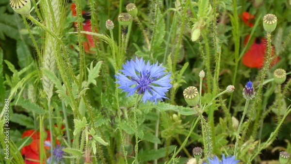 Obraz Kornblume / cornflower